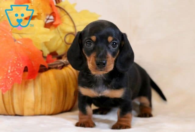 Pepper Mini Dachshund 1-001