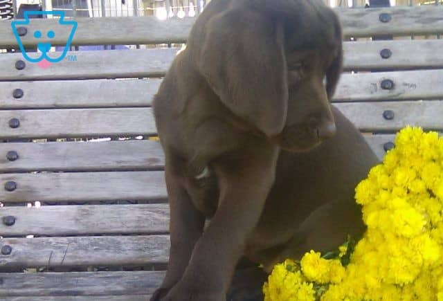 Priscilla Chocolate Lab update
