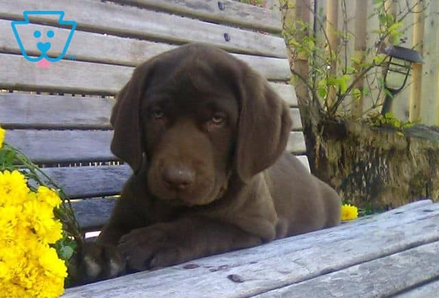 Priscilla Chocolate Lab update2