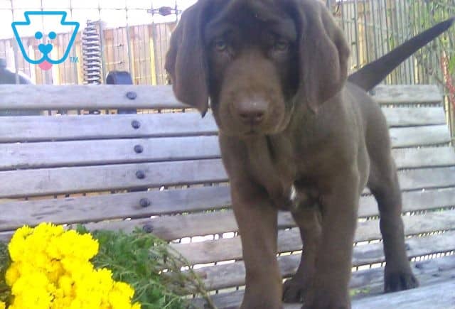 Priscilla Chocolate Lab update3