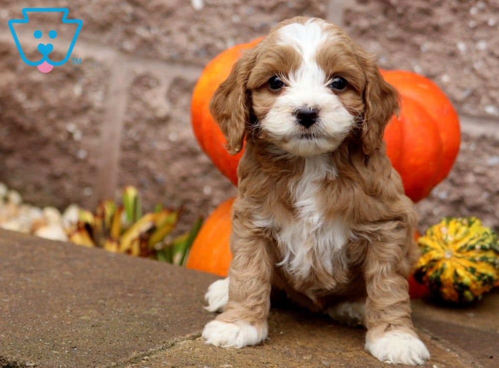 Rain Cockapoo Puppy For Sale Keystone Puppies