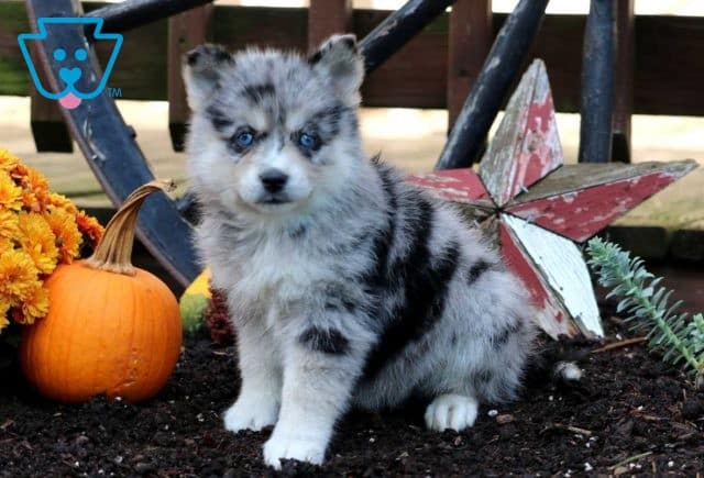 Spice Pomsky