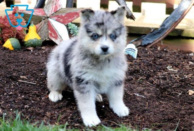 Spice Pomsky2