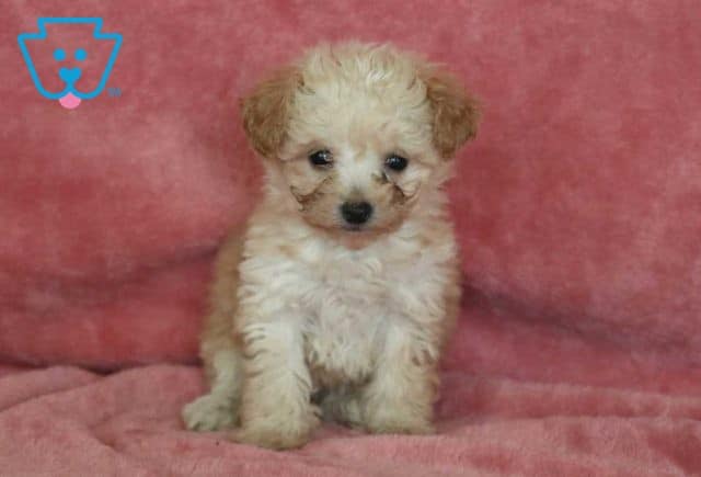 Sweetie Bichpoo