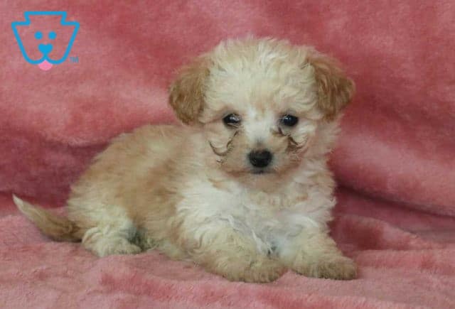 Sweetie Bichpoo2