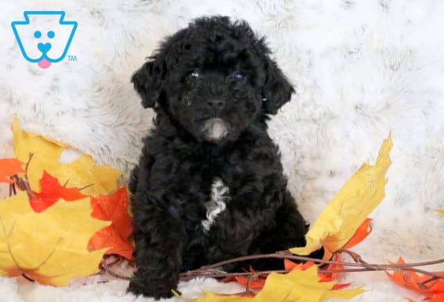 Tootsie 2-001