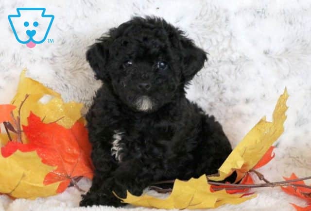Tootsie Bichpoo 1-001