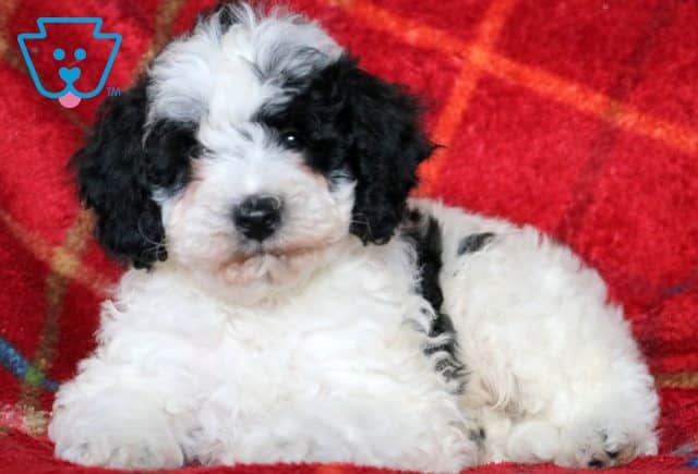 Alex Mini Goldendoodle 1-001