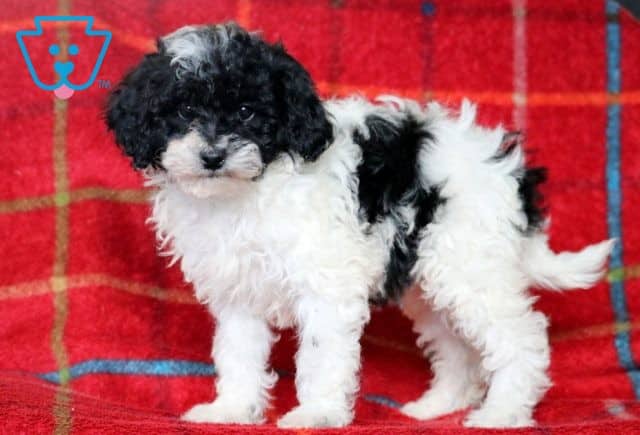 Angel Mini Goldendoodle 1-001
