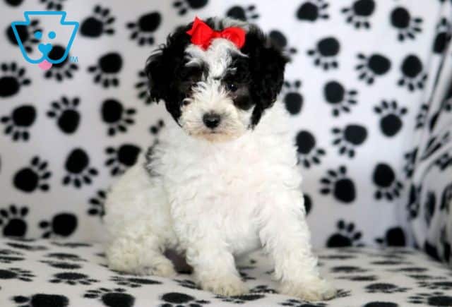 Apollo Mini Poodle 1-001