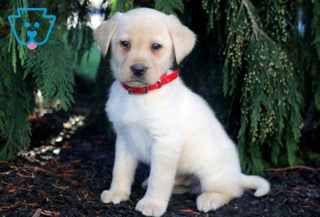 Bingo Yellow Lab 1-001