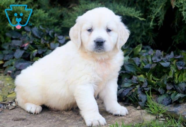 Cole English Cream Golden Retriever 1-001