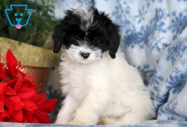 Fiona Cavapoo 1-001