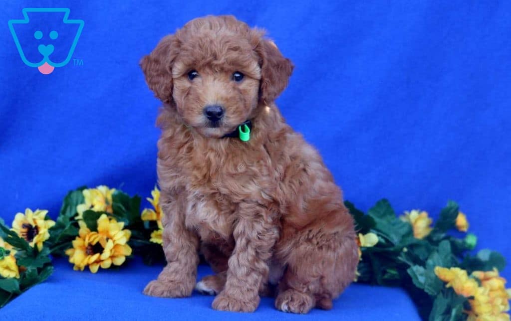 Ginger Mini Goldendoodle Puppy For Sale Keystone Puppies