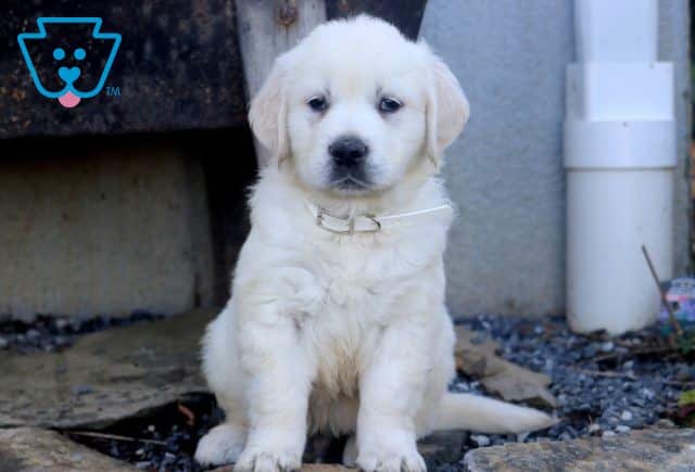 Jango English Cream Golden Retriever 1-001
