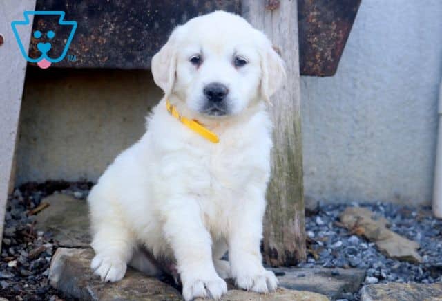 Jud English Cream Golden Retriever 1-001
