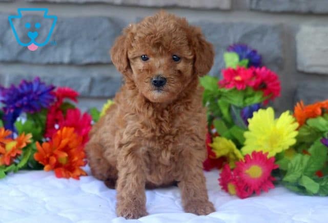 Keyla Poodle Mix