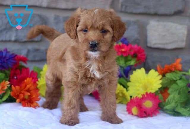 Kolby Poodle Mix