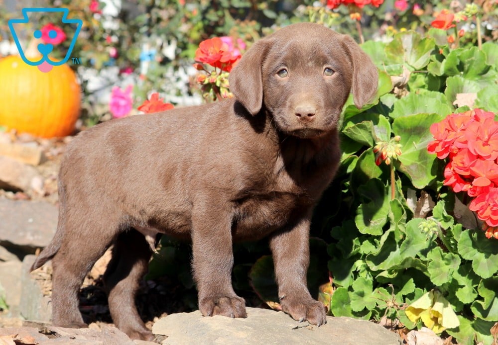 Rolo Chocolate Lab Puppy For Sale Keystone Puppies