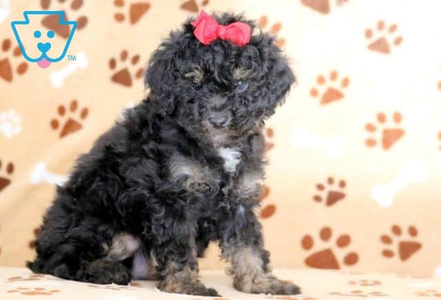 Shadow Toy Poodle 1-001