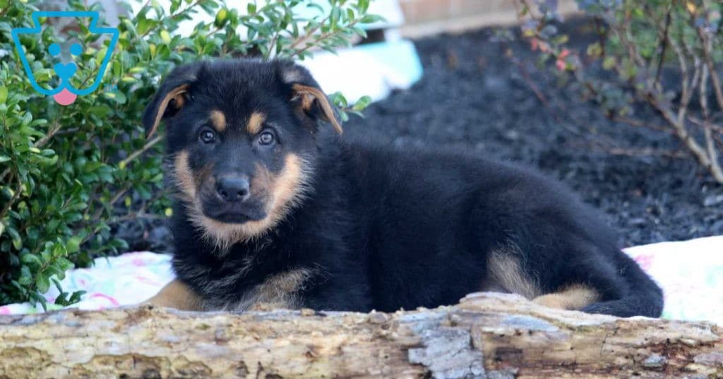 Teresa German Shepherd Puppy For Sale Keystone Puppies blue-bay-shepherd-breeders-the-one-and-only