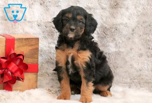 Thunder Mini Bernedoodle 1-001