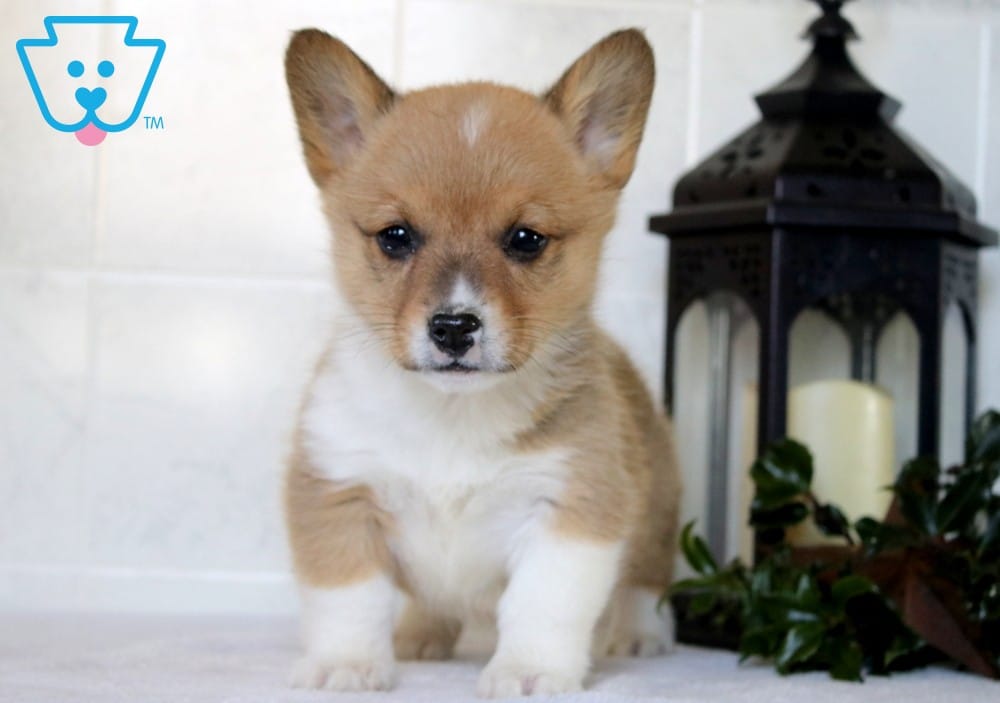 How Much Is A Teacup