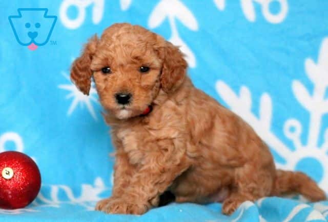 Annie Mini Poodle 1-001