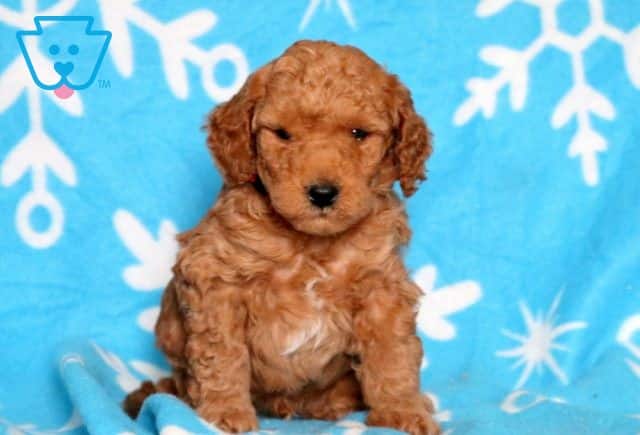 Art Mini Poodle 1-001
