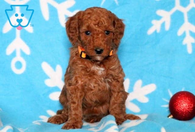 Autumn Mini Poodle 1-001