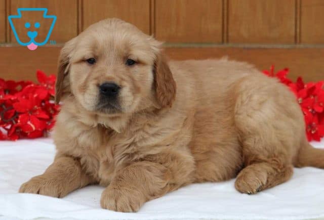 Bandit Golden