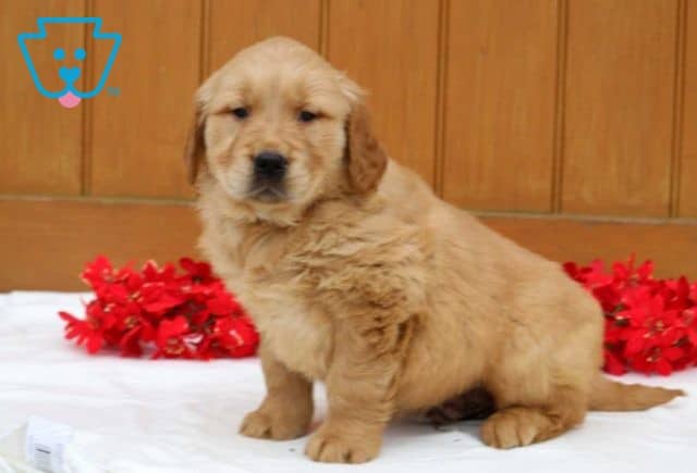Bandit Golden2