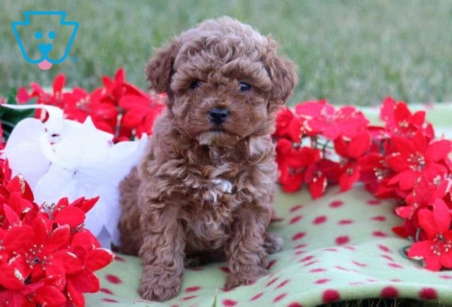 Bella Rose Mini Goldendoodle
