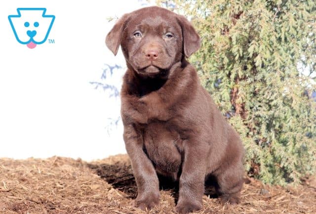Blessing Chocolate Lab 1-001