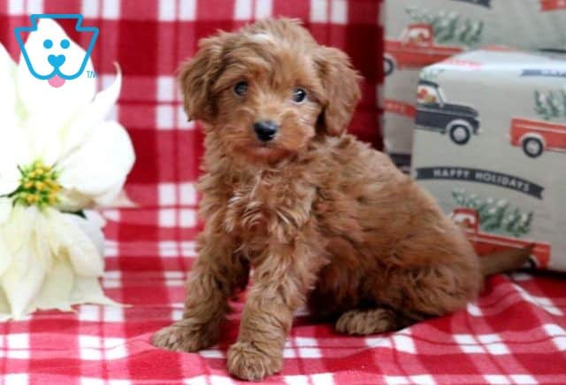 Boots Cavapoo