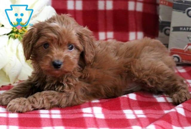 Boots Cavapoo2