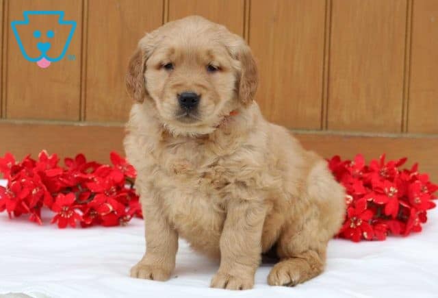 Bubba Golden