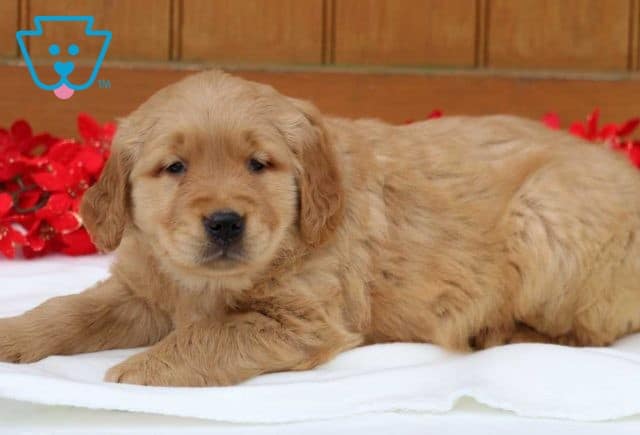 Bubba Golden3