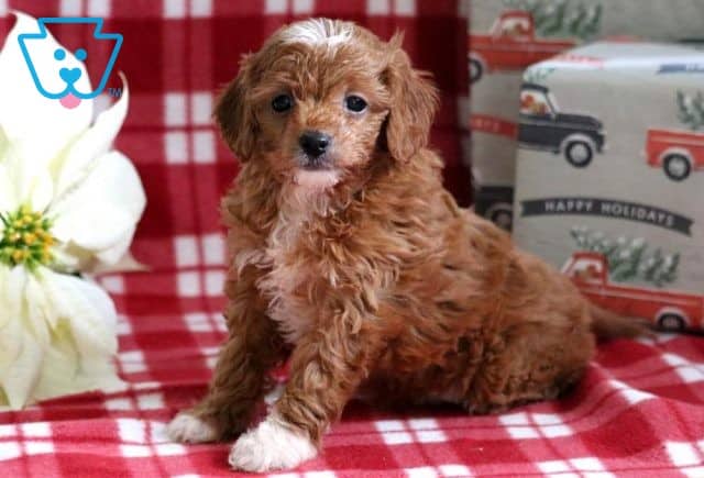 Bubbles Cavapoo