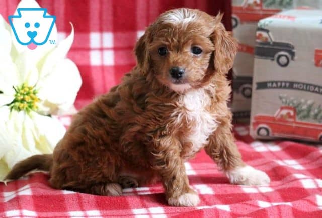 Bubbles Cavapoo2