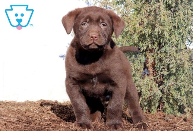Buzz Chocolate Lab 1-001