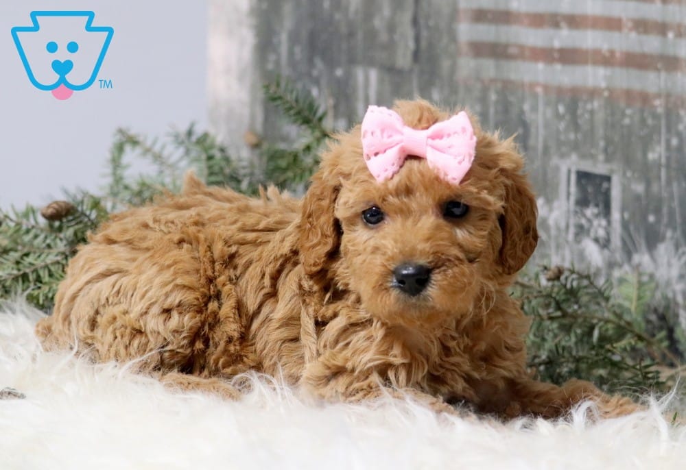 labrador mini poodle mix