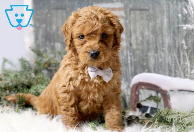 Charlie 2-001