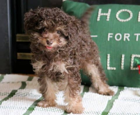 Cockapoo Puppies for Sale - Keystone Puppies