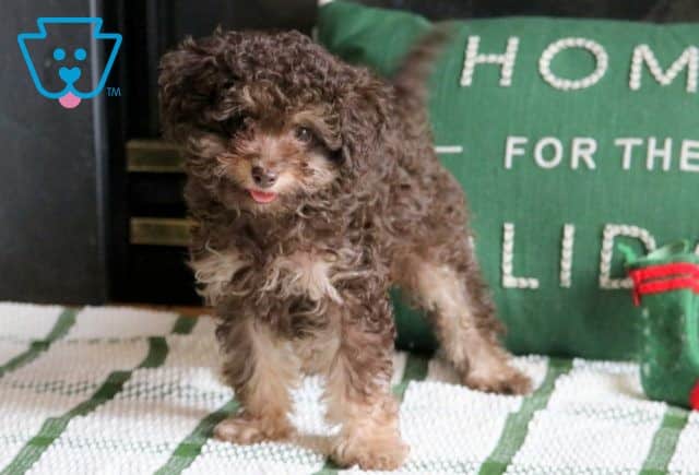 Charlie Cockapoo 1-001
