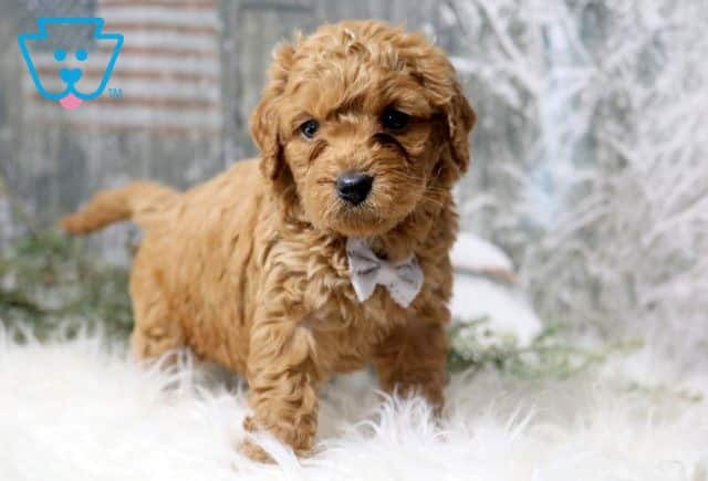 Charlie Mini Labradoodle 1-001