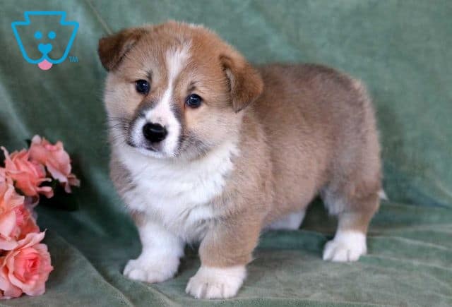 Chex welsh corgi