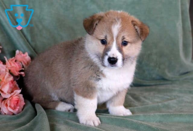 Chex welsh corgi2