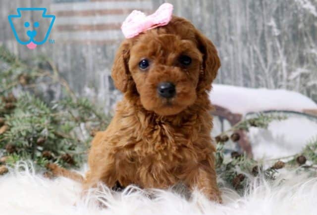 Clair Mini Labrasdoodle 1-001