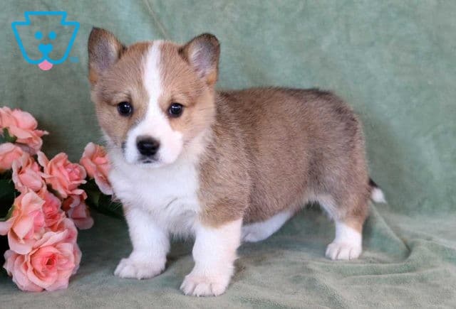 Cookie Welsh Corgi